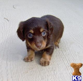 Sparky - Adorable LC Chocolate Chiweenie Boy